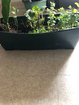 Jardinière "méli-mélo" de menthe verte, géranium et cactus