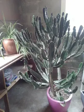 euphorbe