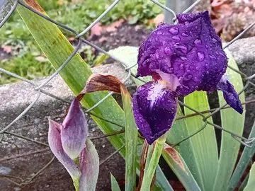 Iris violet