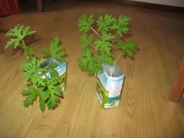 Plants de géranium parfum