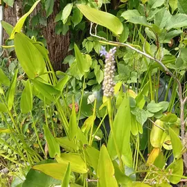 PLANTES POUR BASSIN OU POT AQUATIQUE