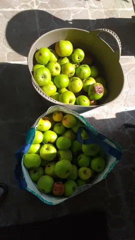 pommes vertes - urgent