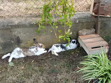 Lapines papillon