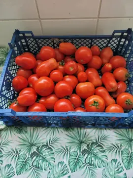 donne tomates