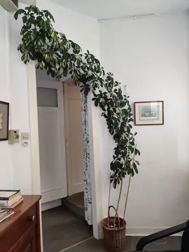 donnons plante contre bons soins