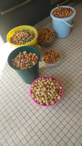 mirabelles