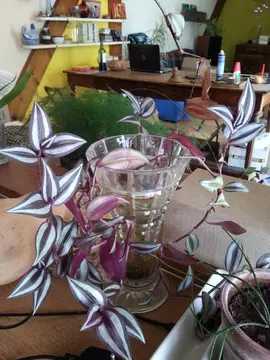 PLANTES INTERIEURES