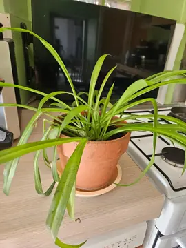 plante d intérieur chlorophytum