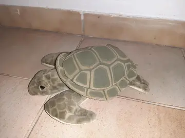 Peluche tortue