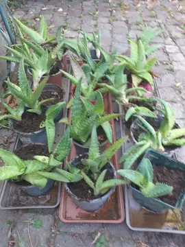Aloe vera -réservé