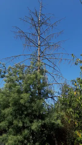 Bois de sapin mort à couper