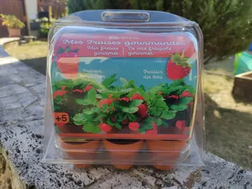 Mes fraises gourmandes