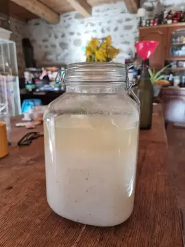 Grains de kéfir d'eau