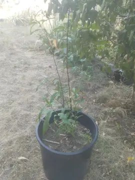 pêcher de vigne