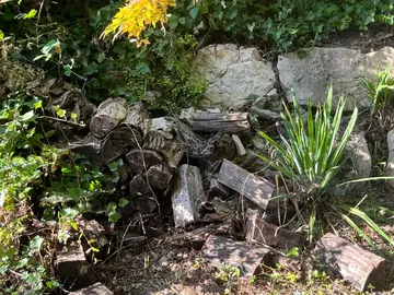 vieux bois de chauffage