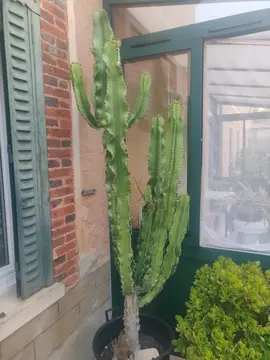 cactus euphorbia