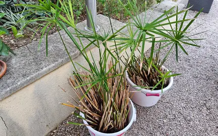 papyrus