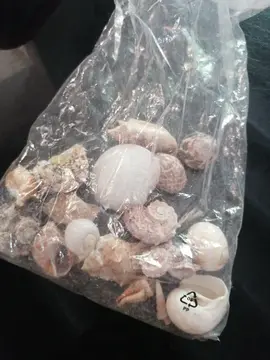 Lot coquillages