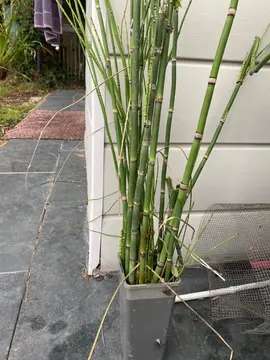 2 plantes