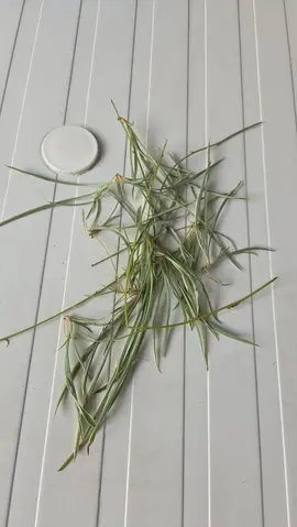 boutures chlorophytum plante araignée