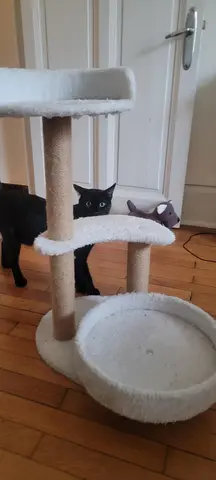 Arbre à chaton