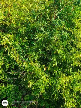 pieds de bambou á déterrer pour replanter