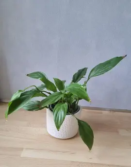 Petite plante verte