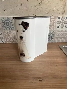Boîte pour croquettes