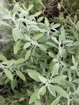 Branches de sauge officinale