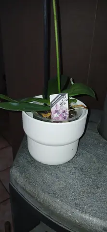 orchidée