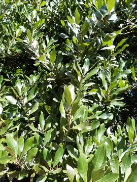 Branches de laurier sauce ou laurier noble
