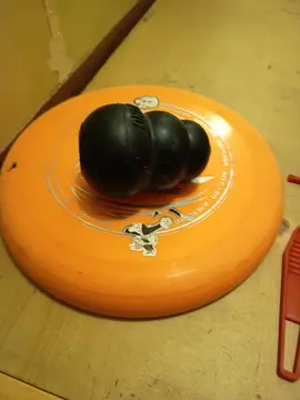 jeux frezbee et boule pour chien