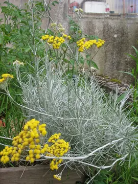 Tiges de plante curry . Helichrysum.