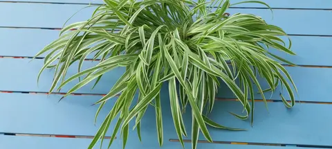 plante verte d'intérieur rejets avec racines