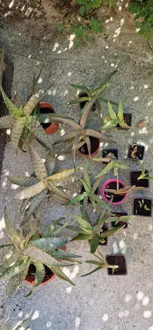 Aloe vera - 2eme rempotage