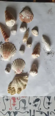 coquillages