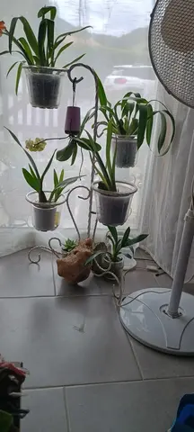 plantes