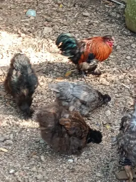 poules et coq