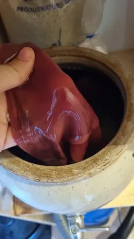 Mère de vinaigre de vin