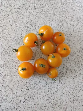 Tomates