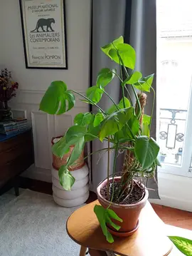 plante Monstera
