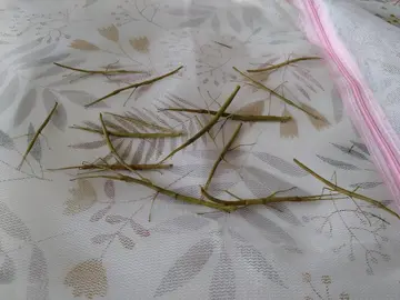 Phasmes