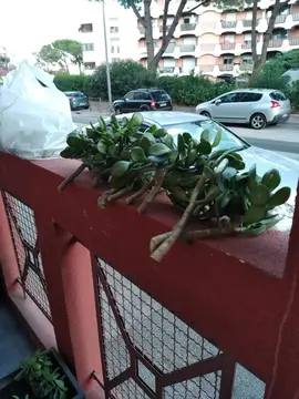 plante grasse (arbre de jade)