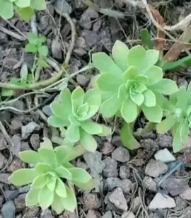 ECHANGE de plante