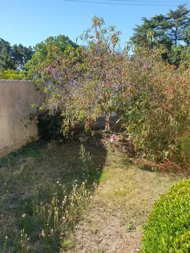pêches de vigne pour confitures