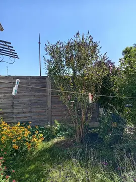 buddleia