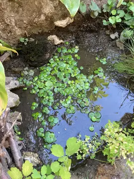Plantes aquatiques