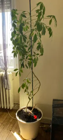 plante verte d’intérieur