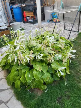 plante jardin.