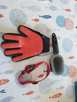 set pour chien